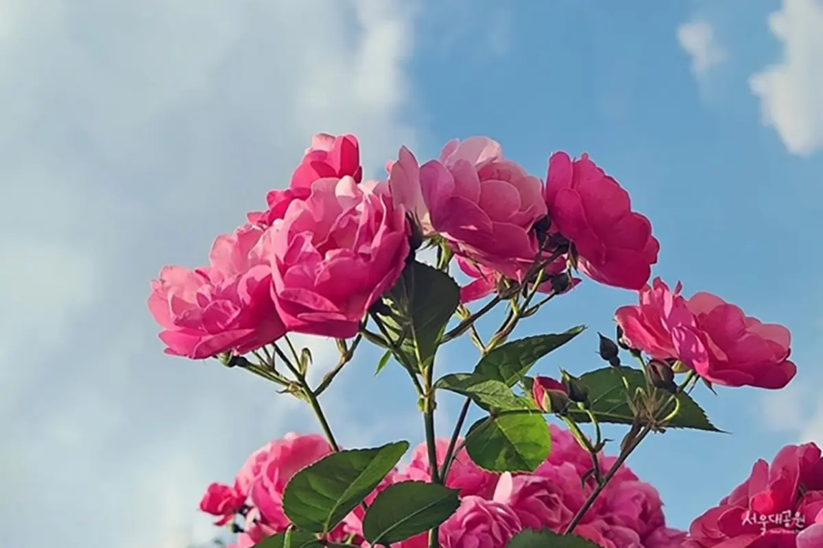 首爾玫瑰花 賞花 玫瑰花季 景點 2025