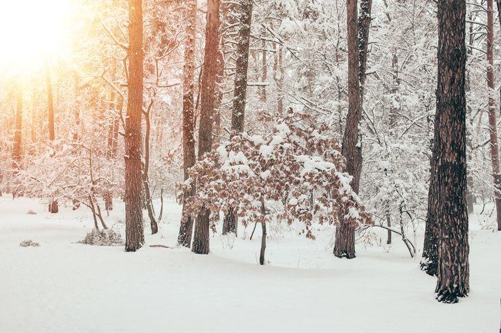 Bosque cubierto de nieve en Corea en invierno, mostrando un paisaje sereno con rayos de sol.