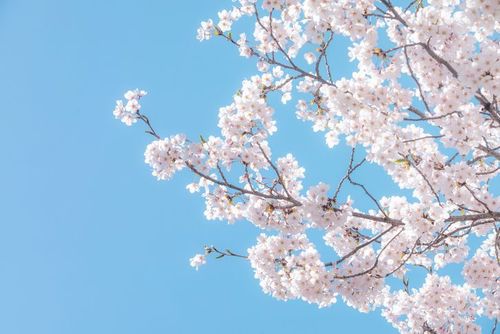 Creatrip: อากาศของเกาหลีในแต่ละฤดู Creatrip: อากาศของเกาหลีในแต่ละฤดู