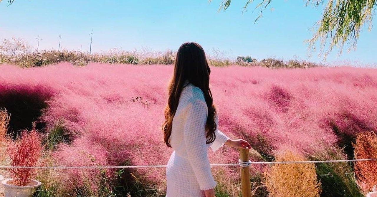 秋天韓國的粉紅色芒草田，訪客欣賞著這片如畫的自然景觀。