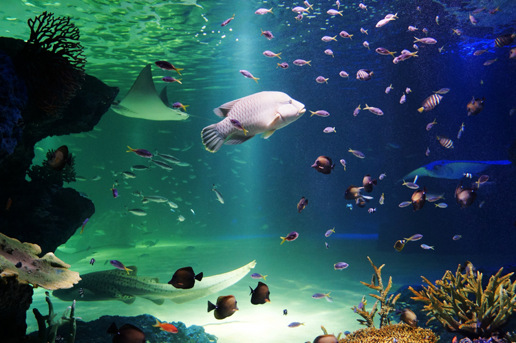 韓国、韓国旅行、韓国観光、汝矣島、ヨイド、ソウル、アクアプラネット63、63ビル、63スクエアビル、韓国展望台、63アート、ハンファ、韓国水族館、写真スポット、観光地