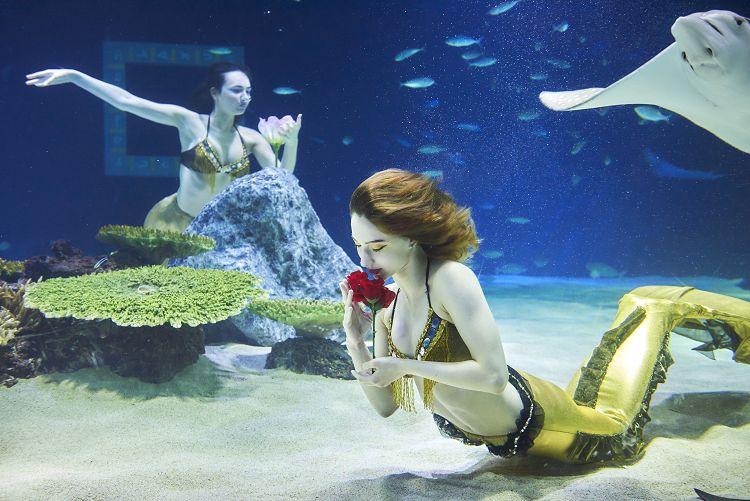 Beautiful mermaid waves at aquarium' :  : The official