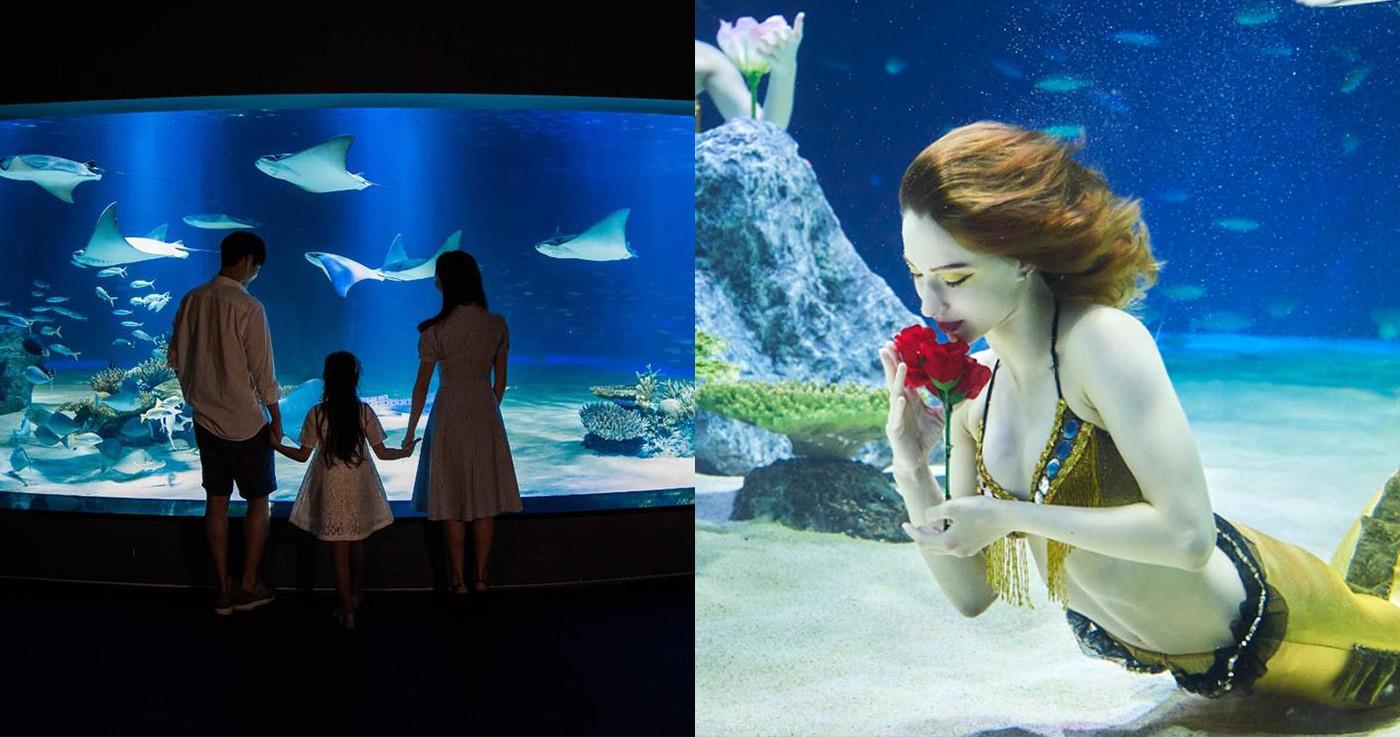 หอดูดาวศิลปะ 63 แห่ง + ตั๋วเข้าชม Aqua Planet 