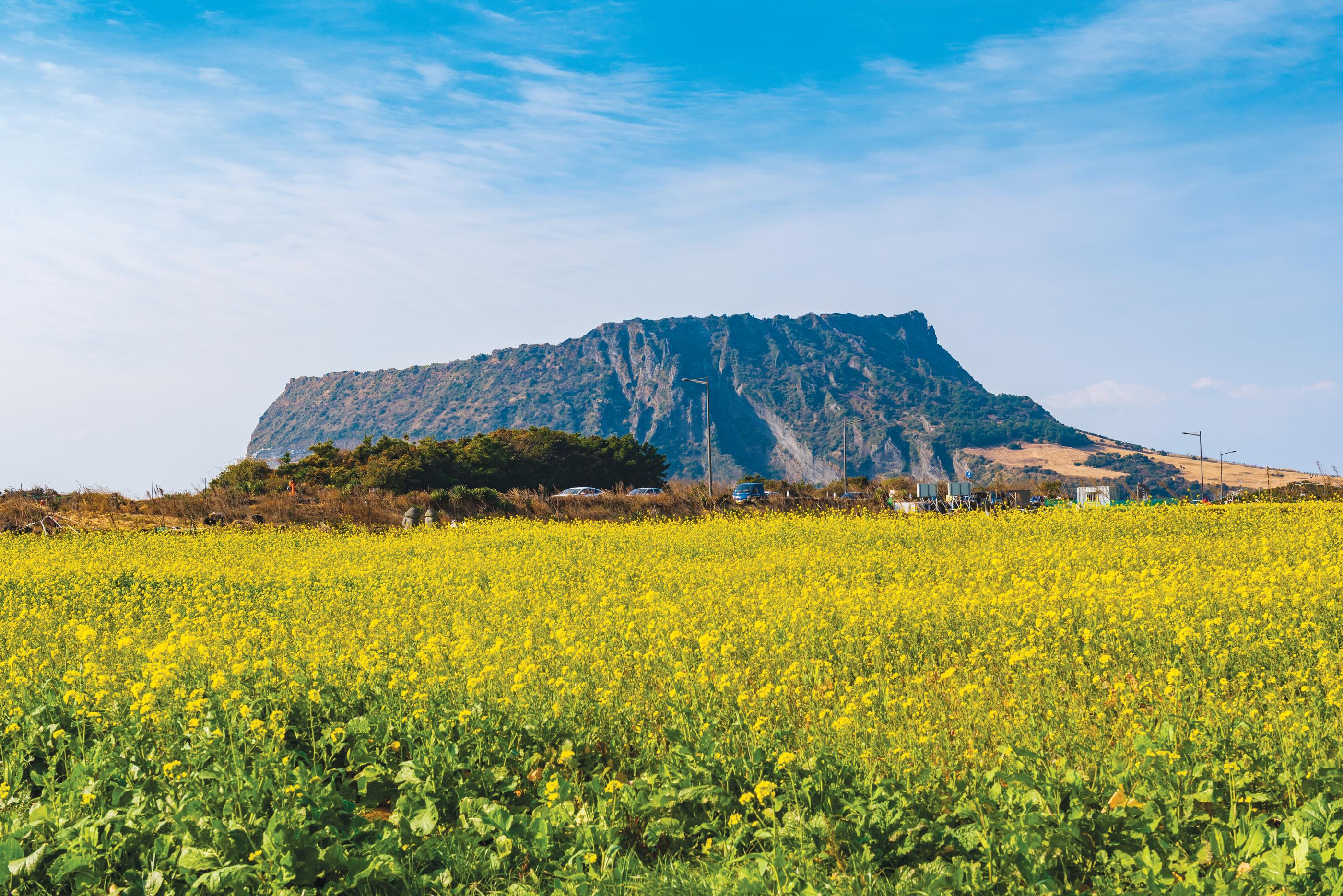 Jeju Private Guide Taxi Tour