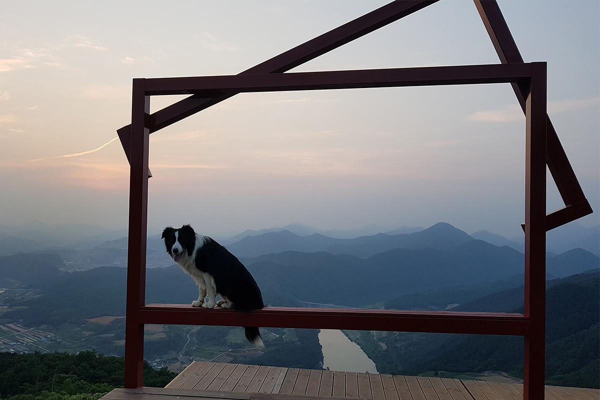 丹陽の美しい夕暮れの風景と自然を背景にした犬の写真