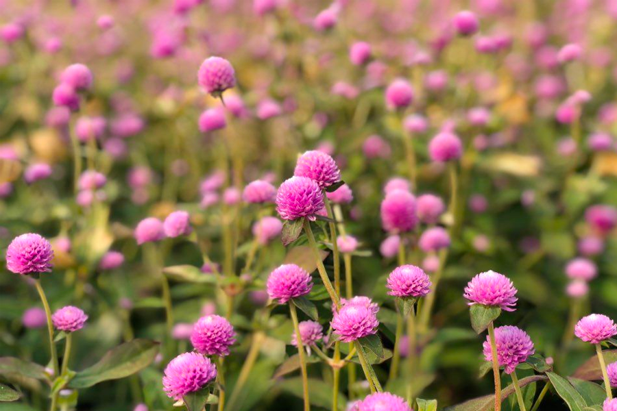 2026 nari公園 粉紅芒草 韓國粉紅芒草 交通