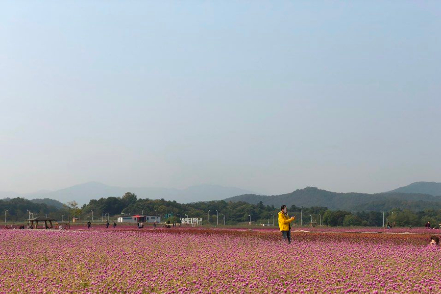 2025 nari公園 粉紅芒草 韓國粉紅芒草 交通