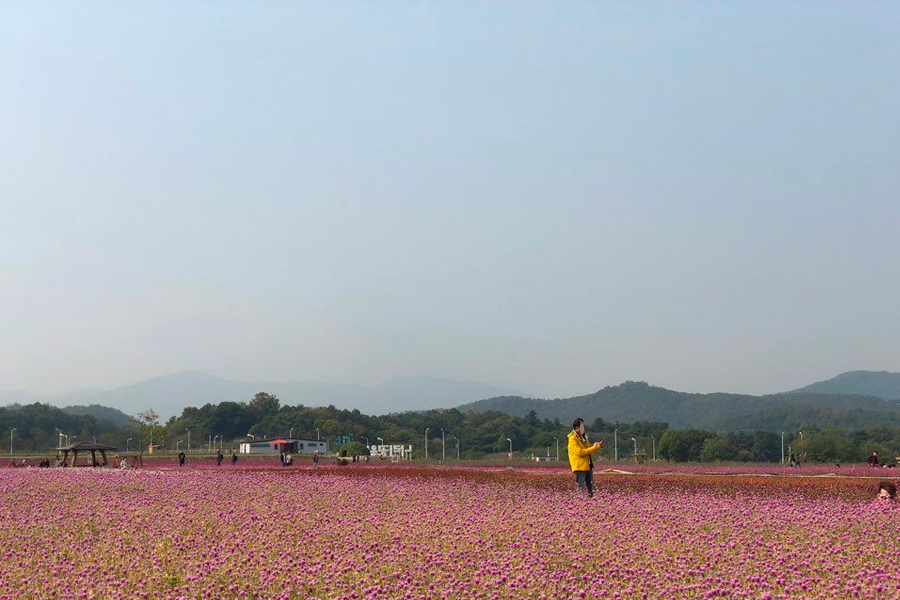 2026 nari公園 粉紅芒草 韓國粉紅芒草 交通