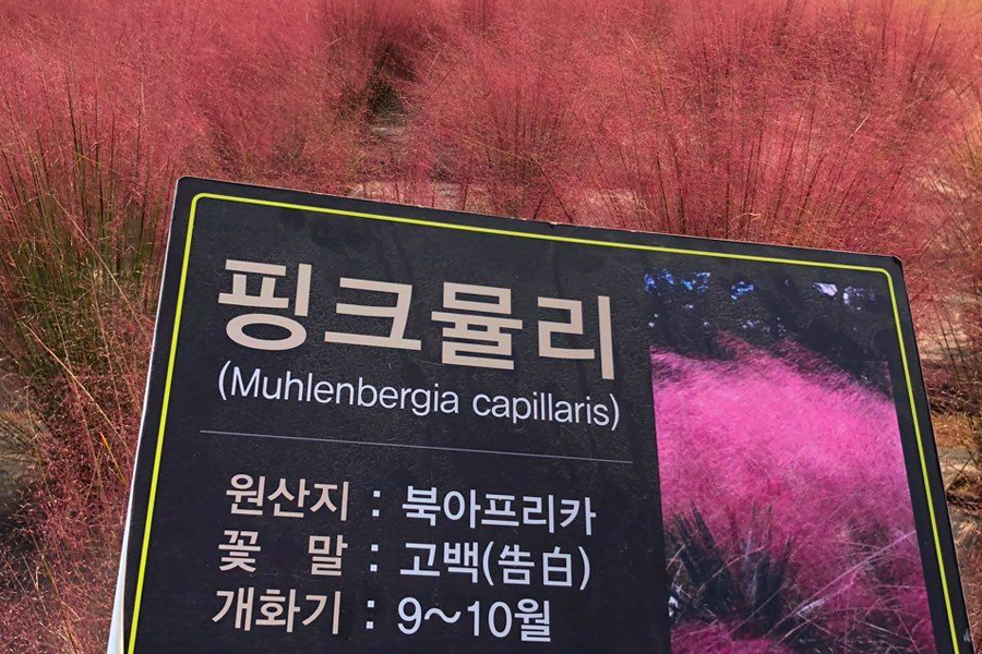 2025 nari公園 粉紅芒草 韓國粉紅芒草 交通