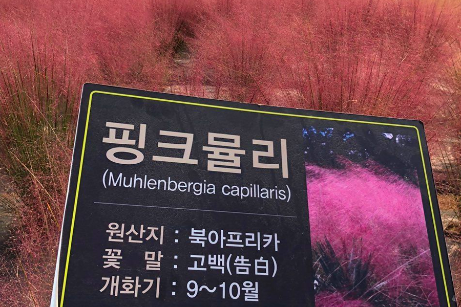 2026 nari公園 粉紅芒草 韓國粉紅芒草 交通