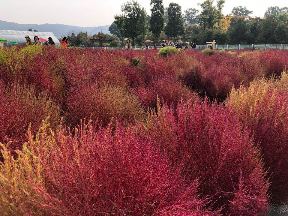 Nari Park Flower Viewing Guide