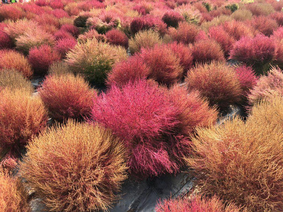 Nari Park Flower Viewing Guide