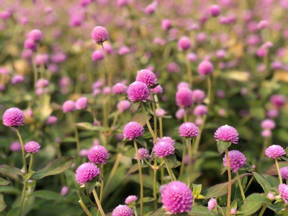 Nari Park Flower Viewing Guide