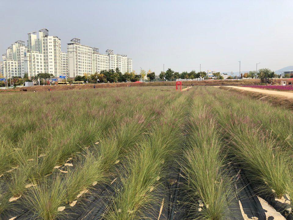 Nari Park Flower Viewing Guide