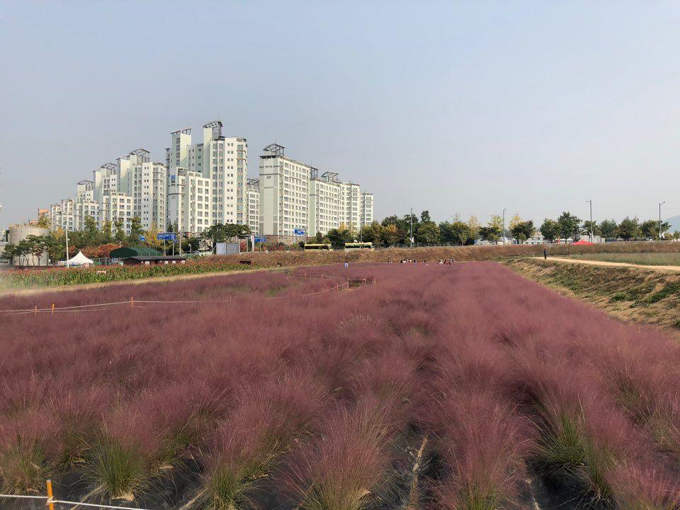 Nari Park Flower Viewing Guide