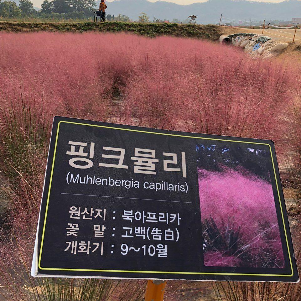 Nari Park Flower Viewing Guide