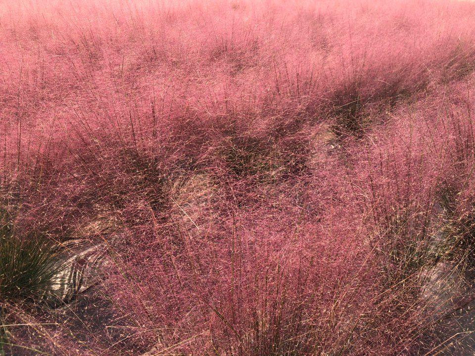 Nari Park Flower Viewing Guide