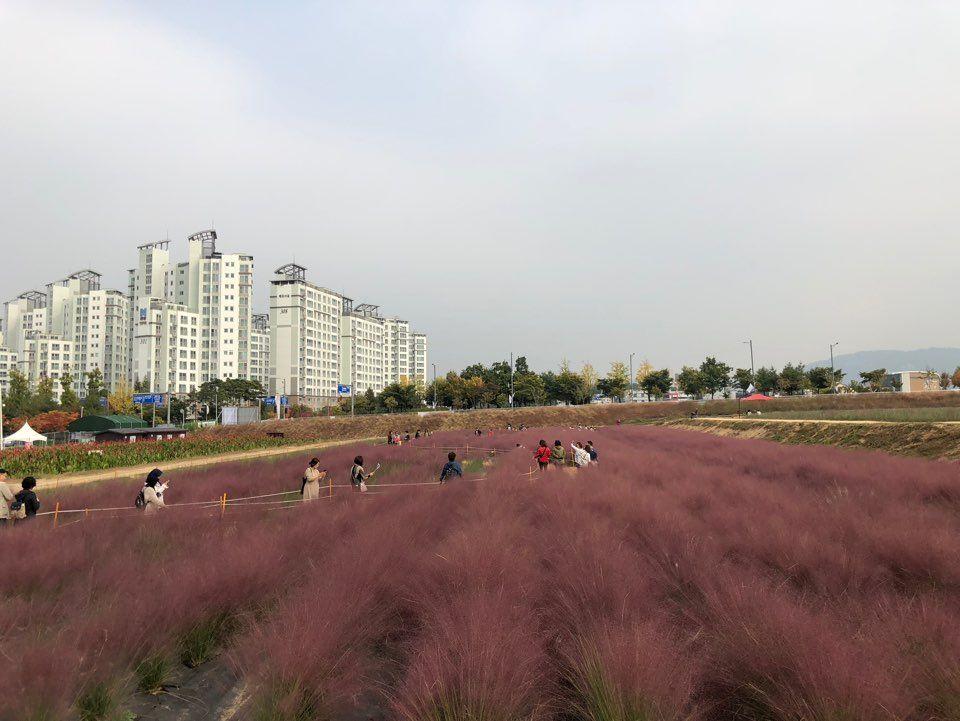 Nari Park Flower Viewing Guide