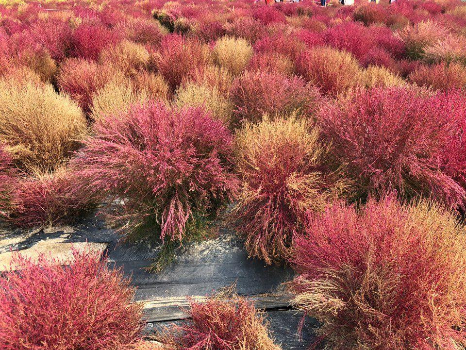 Nari Park Flower Viewing Guide