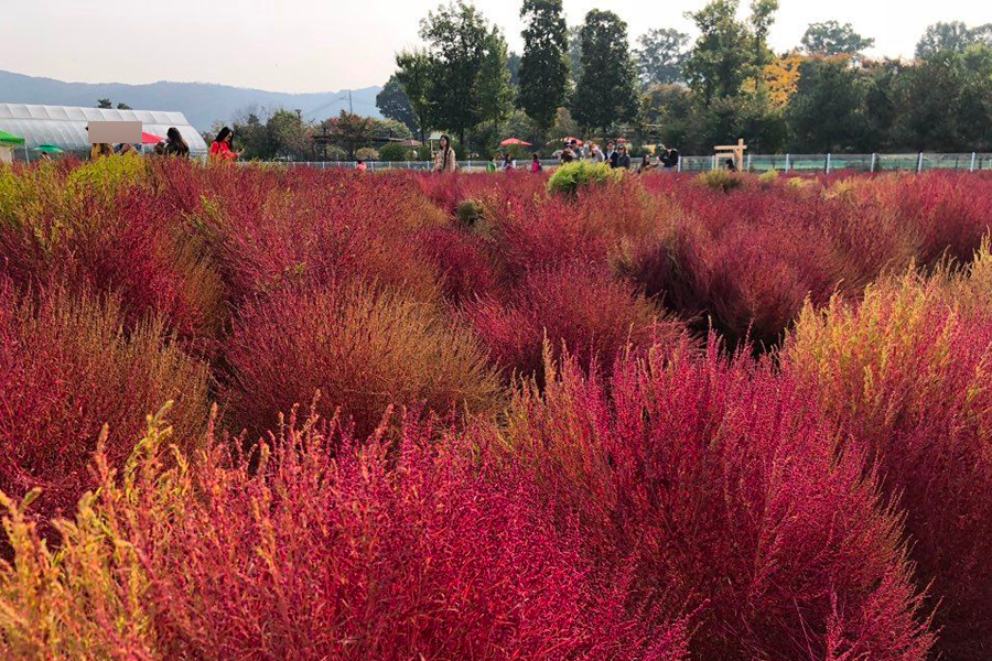 2025 nari公園 粉紅芒草 韓國粉紅芒草 交通
