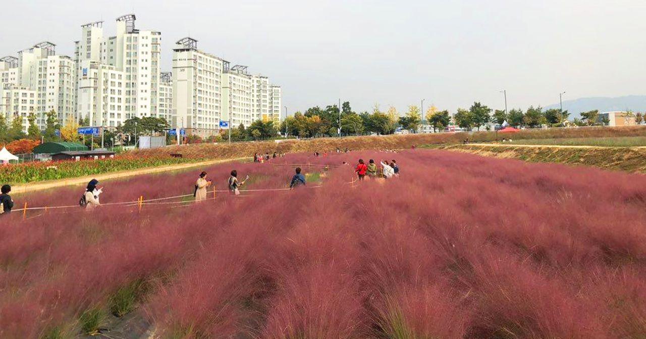 Nari Park Flower Viewing Guide