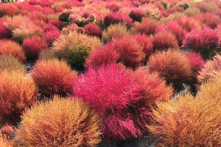 2025 nari公園 粉紅芒草 韓國粉紅芒草 交通