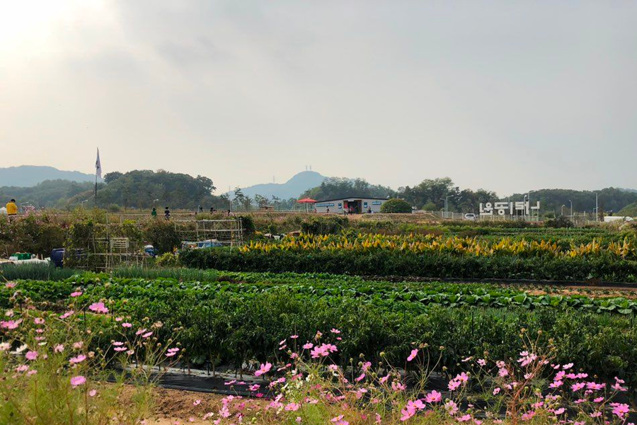 2025 nari公園 粉紅芒草 韓國粉紅芒草 交通
