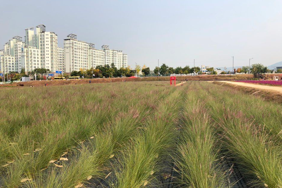 2025 nari公園 粉紅芒草 韓國粉紅芒草 交通