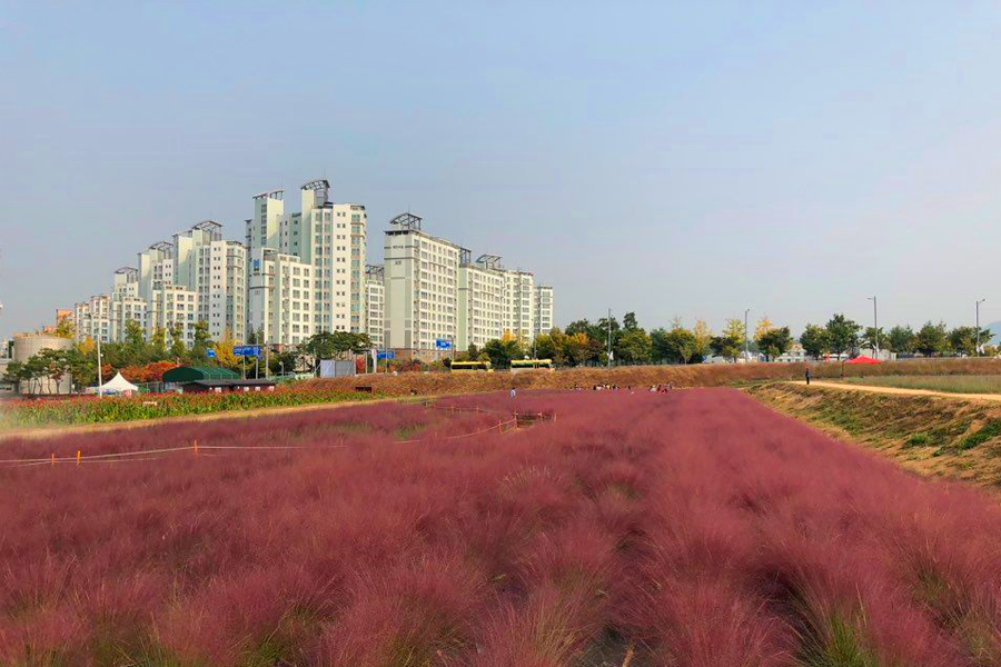 2025 nari公園 粉紅芒草 韓國粉紅芒草 交通