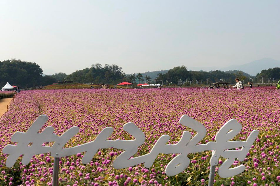 2026 nari公園 粉紅芒草 韓國粉紅芒草 交通