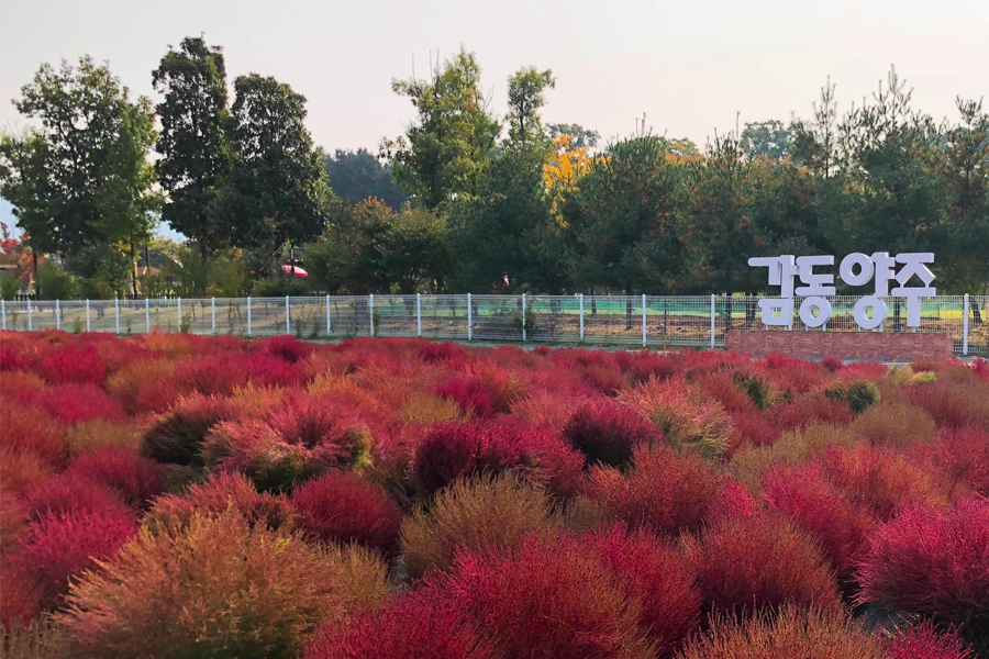 2025 nari公園 粉紅芒草 韓國粉紅芒草 交通