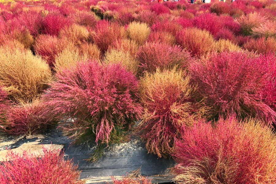 2025 nari公園 粉紅芒草 韓國粉紅芒草 交通
