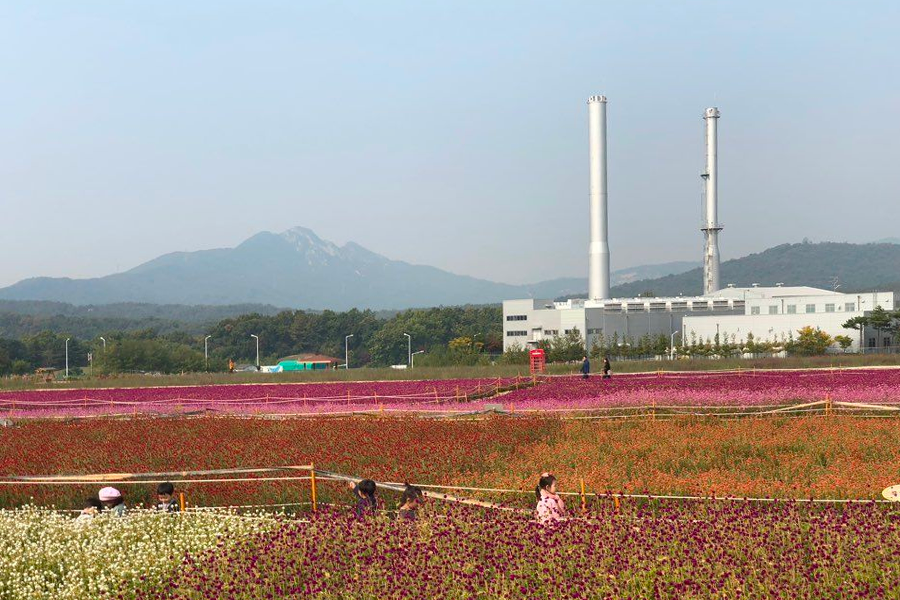 2025 nari公園 粉紅芒草 韓國粉紅芒草 交通