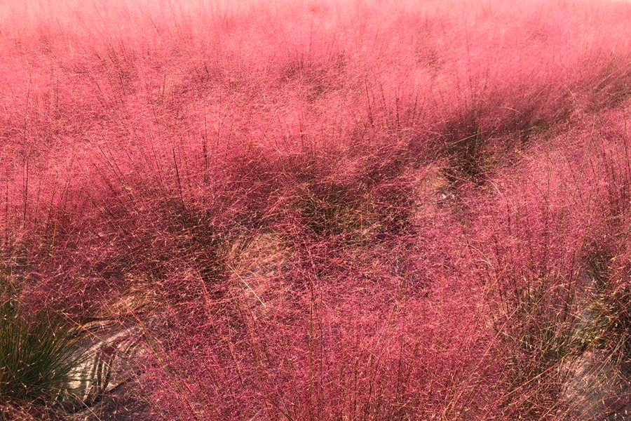 2025 nari公園 粉紅芒草 韓國粉紅芒草 交通