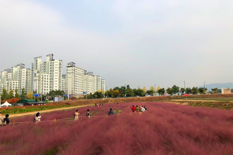 2025 nari公園 粉紅芒草 韓國粉紅芒草 交通