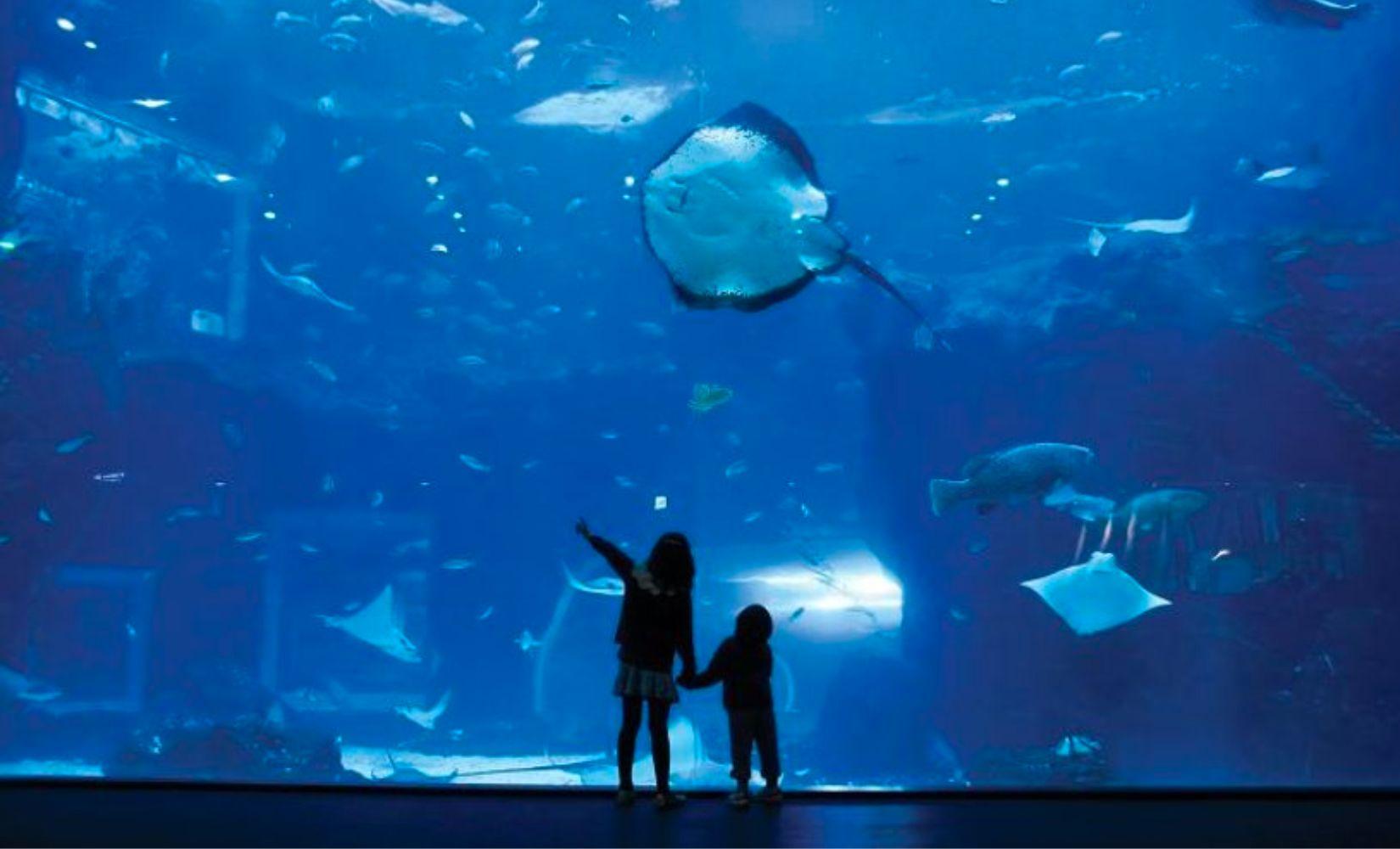 Vé tham quan thuỷ cung Aqua Planet Ilsan, Hàn Quốc giảm tới 42%