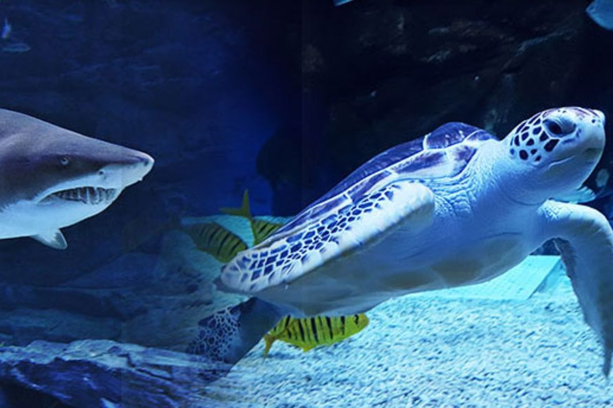 一山海洋世界水族館