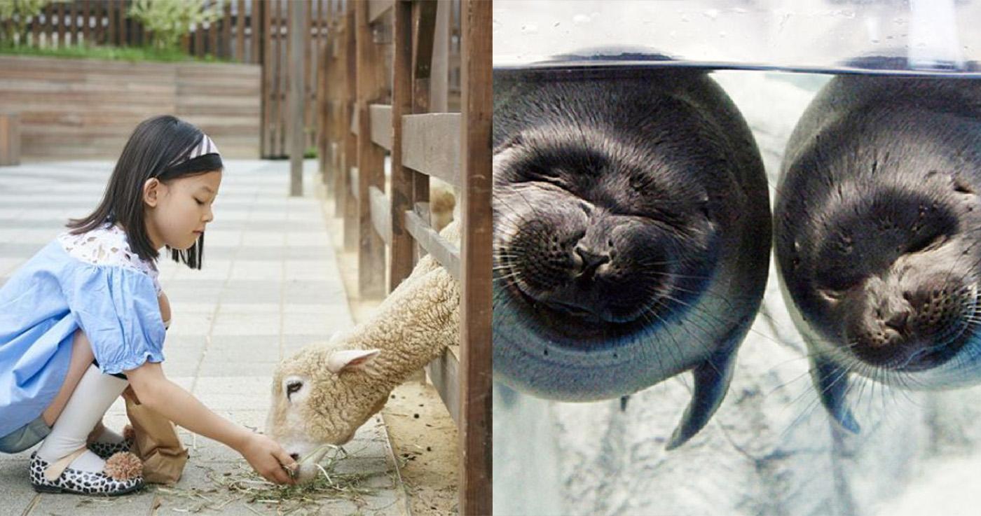 พิพิธภัณฑ์สัตว์น้ำ Aqua Planet Ilsan ที่อิลซาน