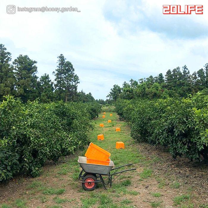 巨大橘子籃咖啡廳