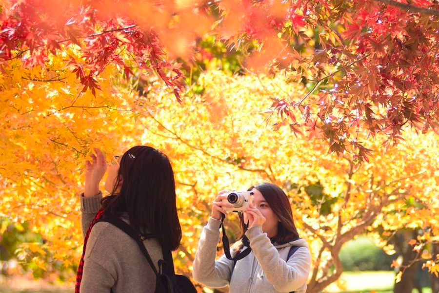 盛開的楓葉下，兩名遊客拿著照相機和楓葉，捕捉韓國的壯麗秋季風景，享受戶外的自然美景。