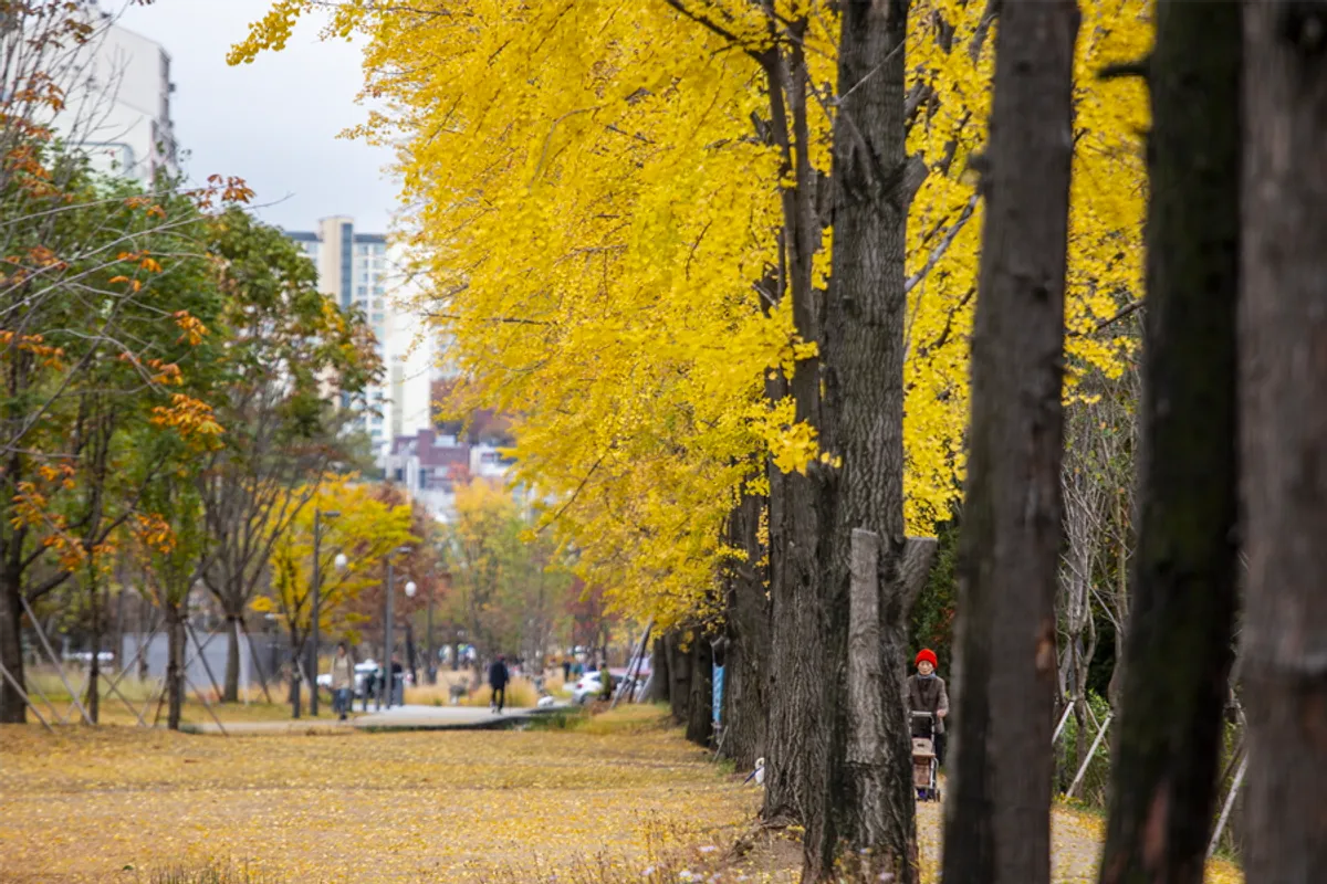 韓國城市公園中的銀杏樹夾道，金黃色的樹葉在微風中搖曳，形成充滿秋天魅力的景象。