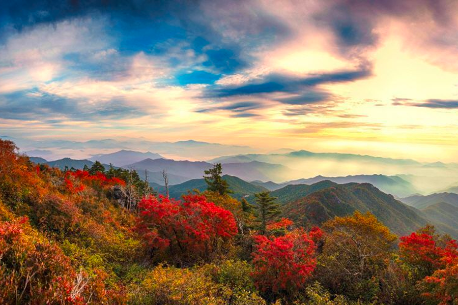 Sendero en la Montaña Jiri en Corea del Sur en otoño, rodeado de árboles con vibrantes hojas rojas y amarillas.
