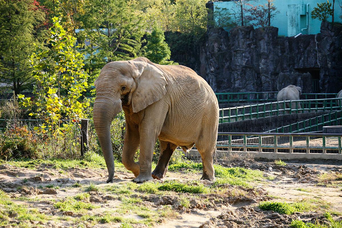 韓国地方旅行、大邱、テグ、大邱シティツアーバス、大邱日帰り旅行、オープントップバス、2階建てバス