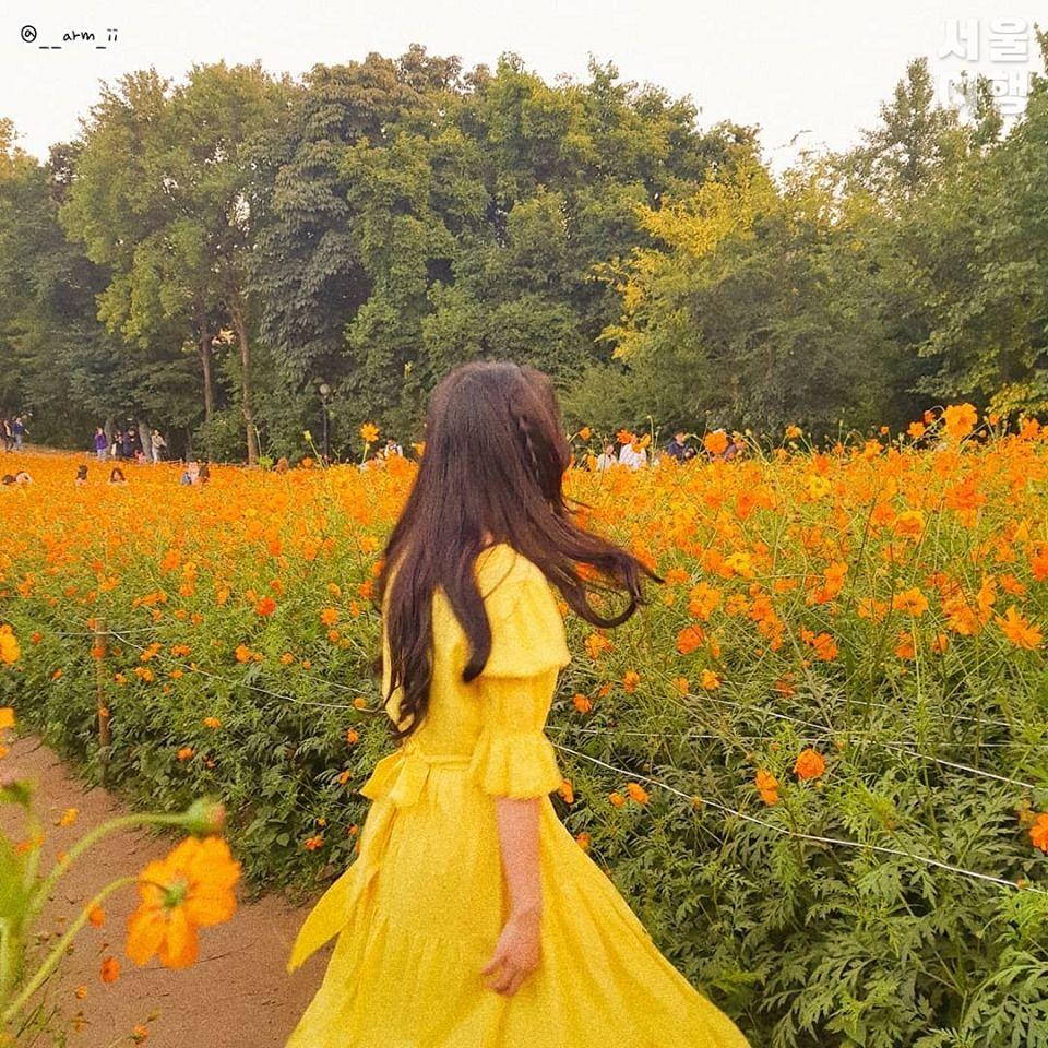 首尔奥林匹克公园黄波斯菊花海秋季景观