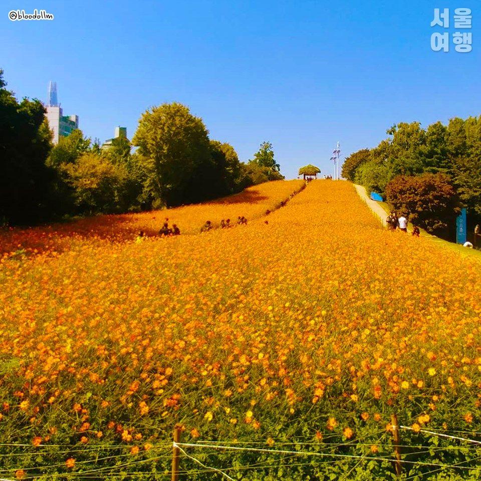 首尔奥林匹克公园黄波斯菊野花斜坡