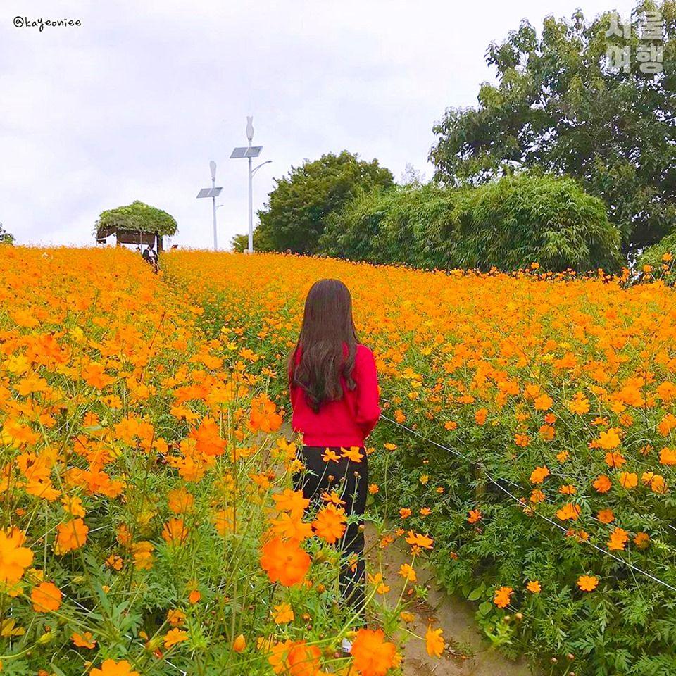 首尔奥林匹克公园盛开的黄波斯菊花丛