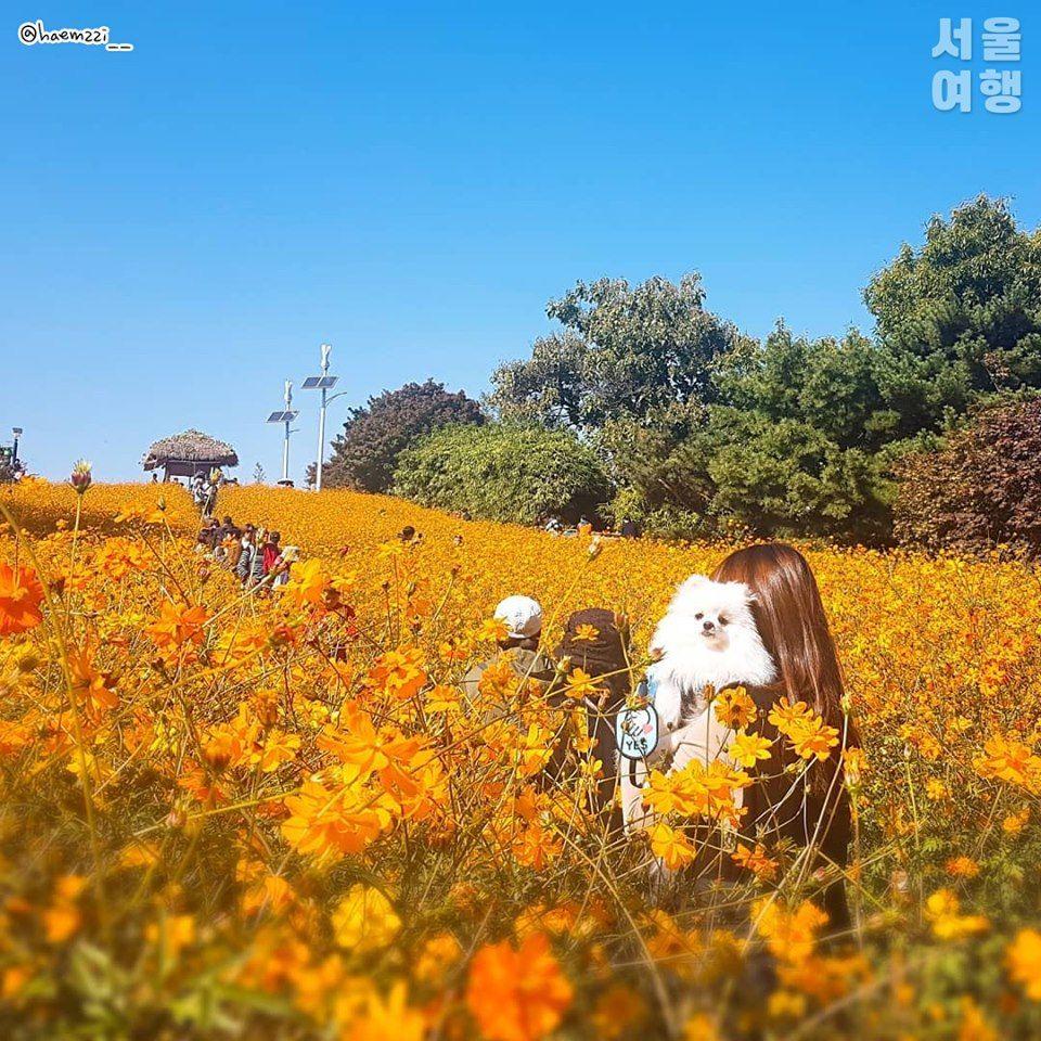 奥林匹克公园黄波斯菊秋季限定花卉