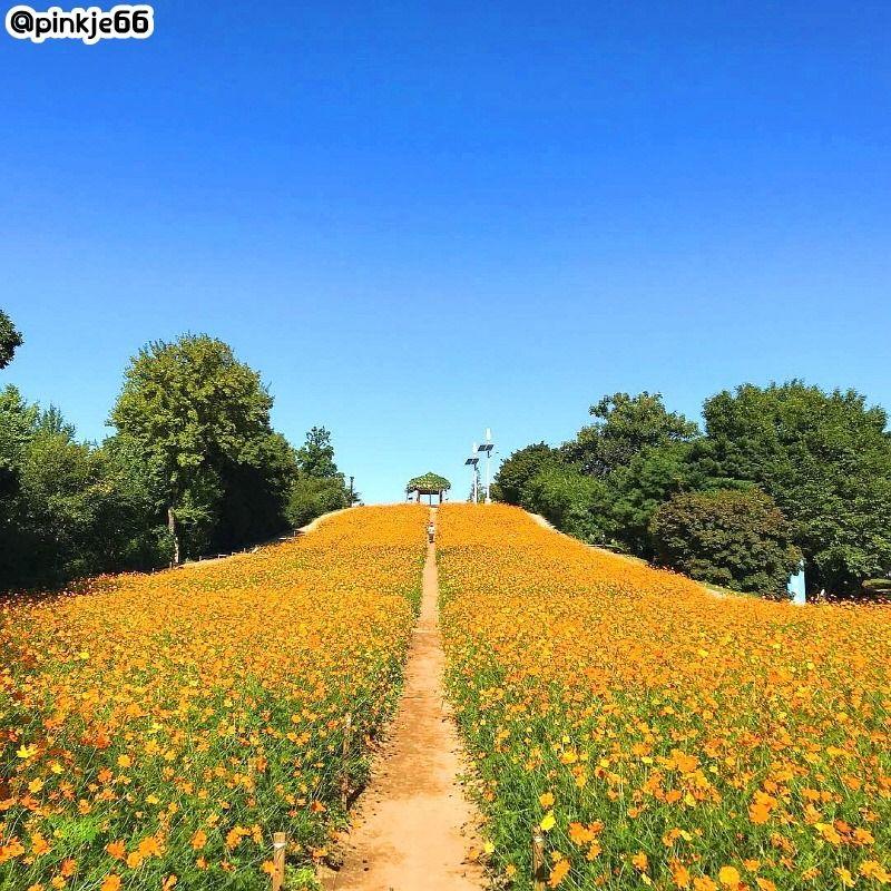 奥林匹克公园波斯菊盛开的花季景观