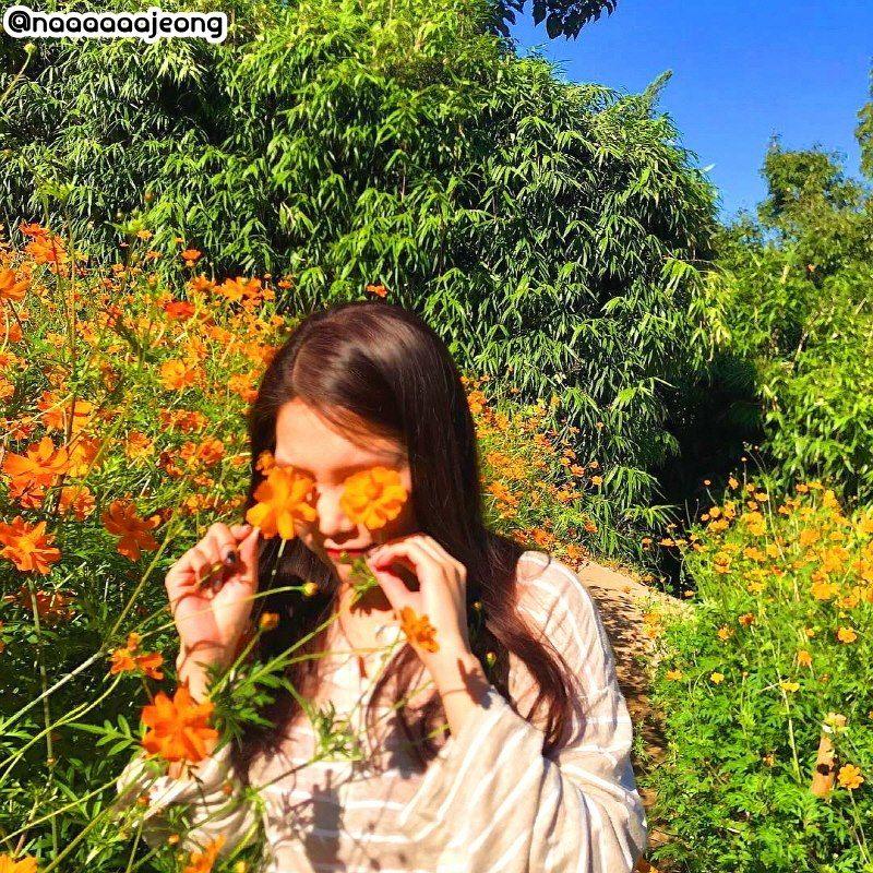 首尔奥林匹克公园的波斯菊景点