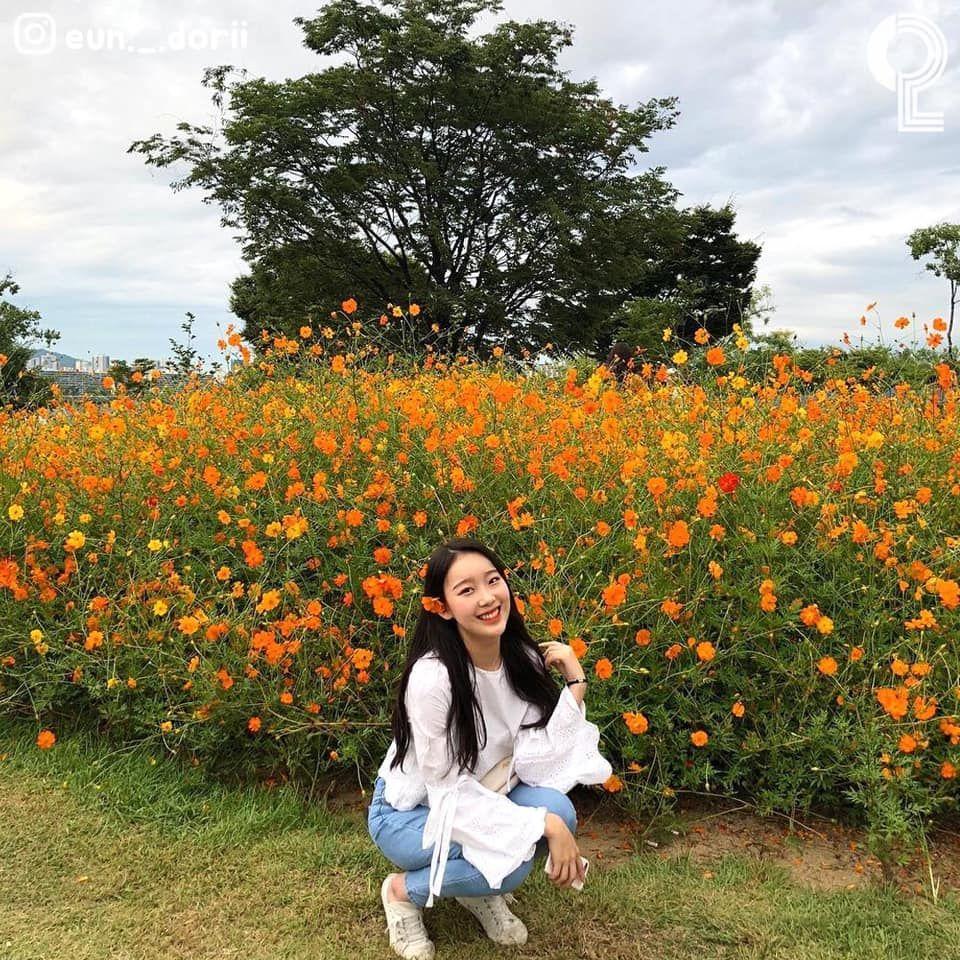 韩国奥林匹克公园的大规模波斯菊花田